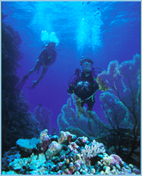 red sea diving